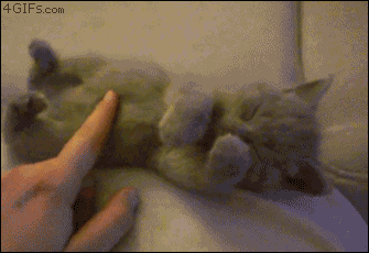 Kitten petting