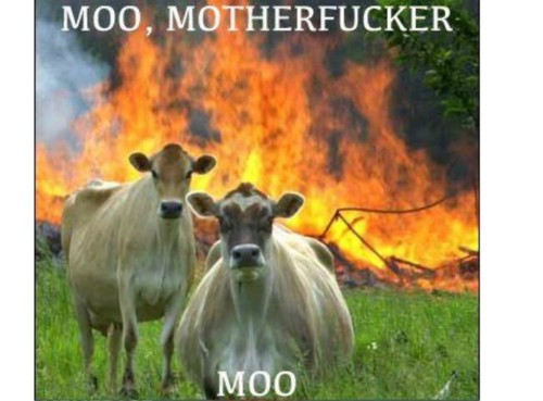 Moo motherfucker