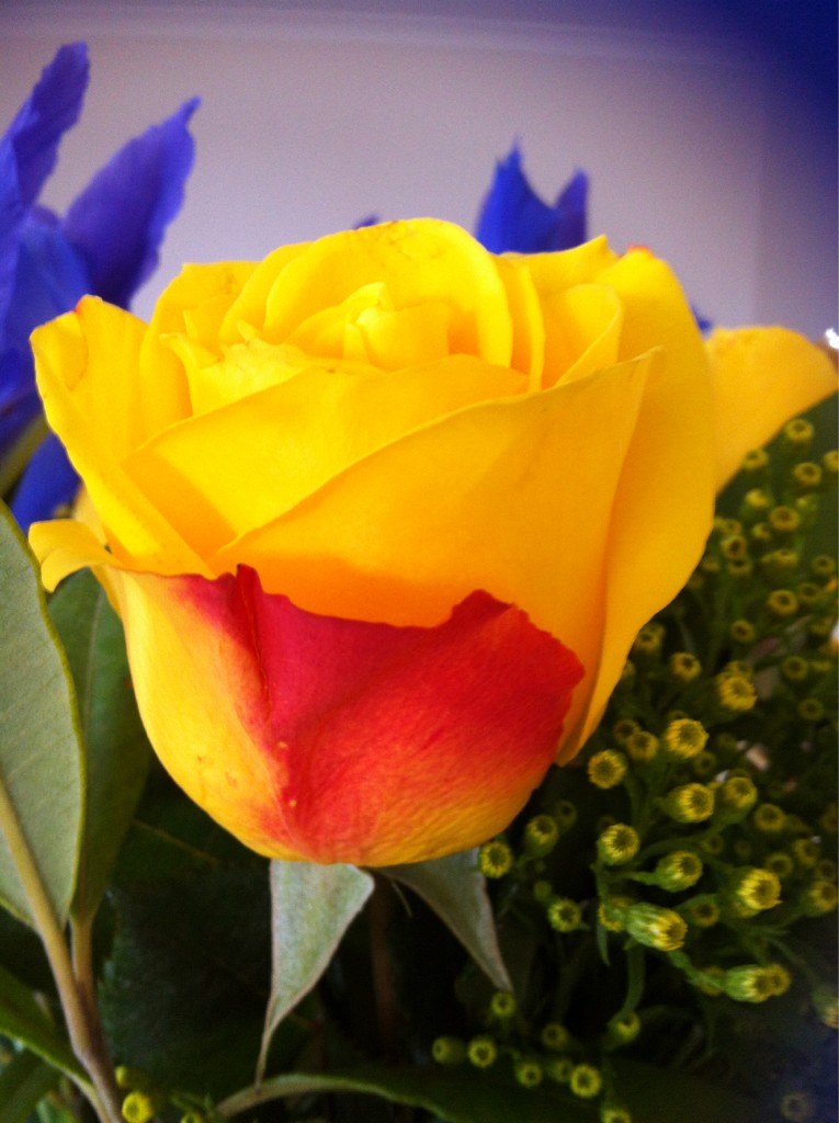 bloody yellow rose