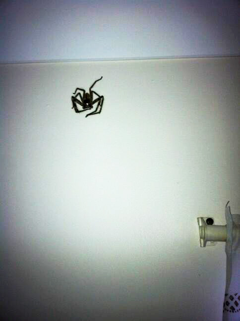 Huntsman spider