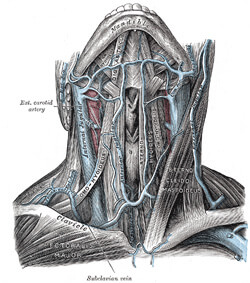 front of neck